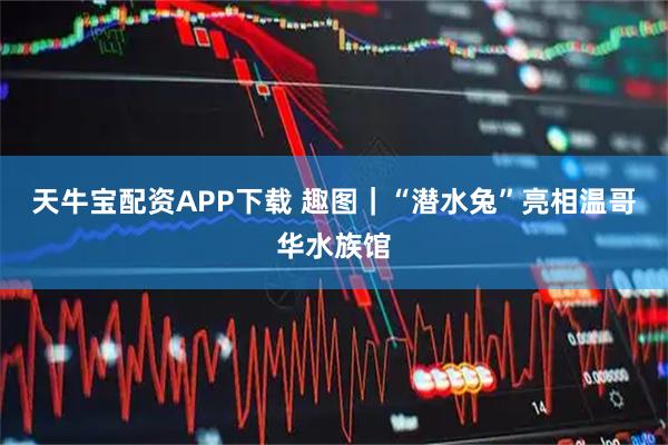 天牛宝配资APP下载 趣图｜“潜水兔”亮相温哥华水族馆