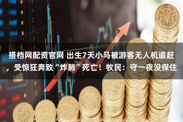 搭档网配资官网 出生7天小马被游客无人机追赶，受惊狂奔致“炸肺”死亡！牧民：守一夜没保住